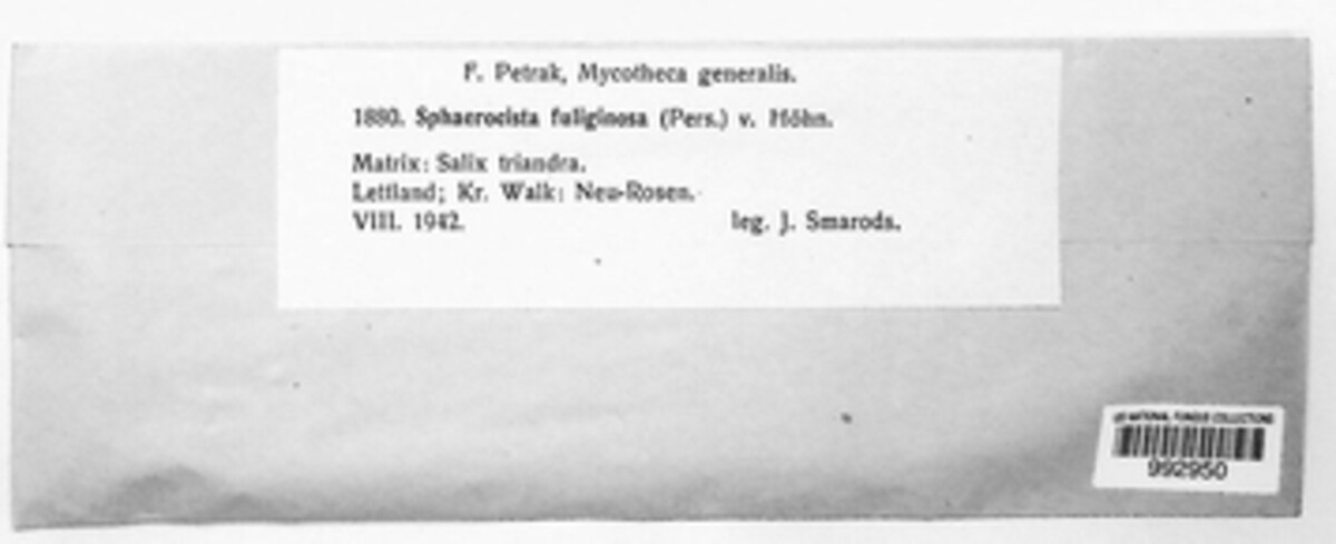 Godronia fuliginosa image